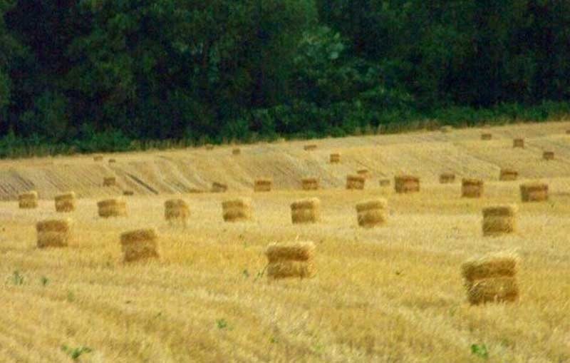 Harvest time in Hebron