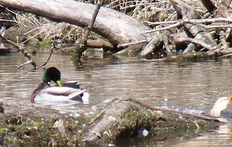 Mallard ducks in Hebron