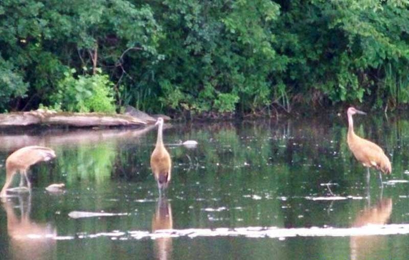 Sandhill Cranes in Hebron